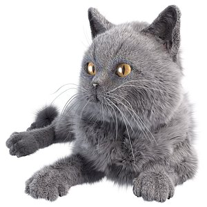Gray Cat 3D model