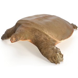 3D Pelochelys Cantorii Rigged for Maya