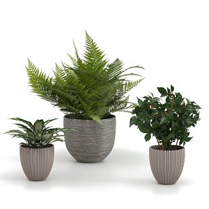 indoor plants pots 3D model