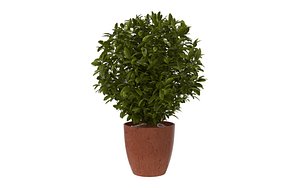 Potted Plant 3D model