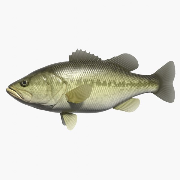 blackbass bass 3d model