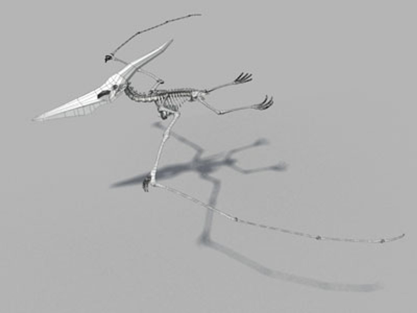 pteronodon skeleton bone dinosaur 3d model https://p.turbosquid.com/ts-thumb/LU/ojuGKX/LOCHpfkA/ptero3b/jpg/1124134971/1920x1080/fit_q87/0ea1b31f3884e8ea1eacf78612df18f9955165ef/ptero3b.jpg