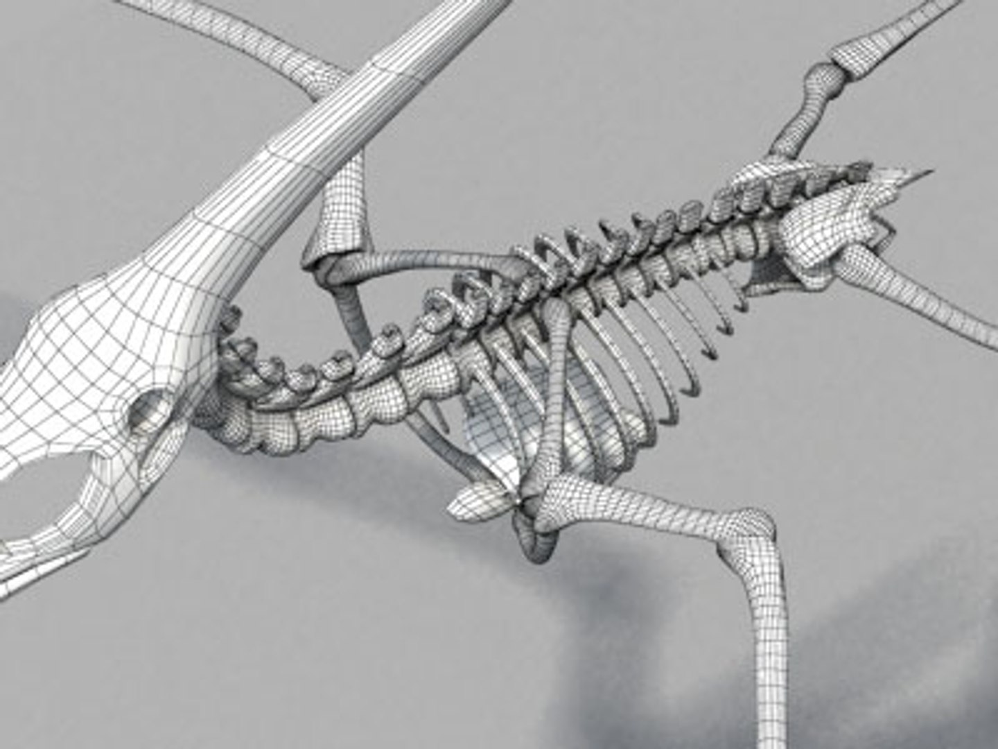 pteronodon skeleton bone dinosaur 3d model https://p.turbosquid.com/ts-thumb/LU/ojuGKX/YgMM1UbM/ptero2c/jpg/1124134961/1920x1080/fit_q87/cf94e62a5041fd12e4d82ef5712726278706dd0c/ptero2c.jpg