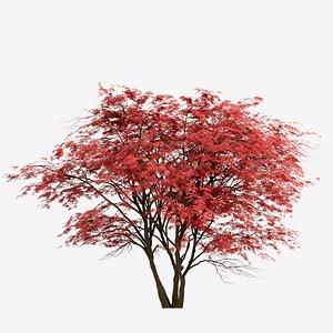 3D Set of Japanese Maple or Acer Palmatum Trees - 2 Trees model
