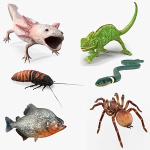 Exotic Rigged Pets Collection for Cinema 4D