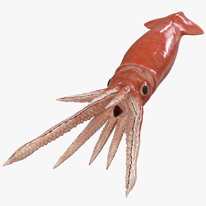 3D arrow squid doryteuthis plei model