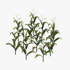corn plant