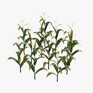 corn plant