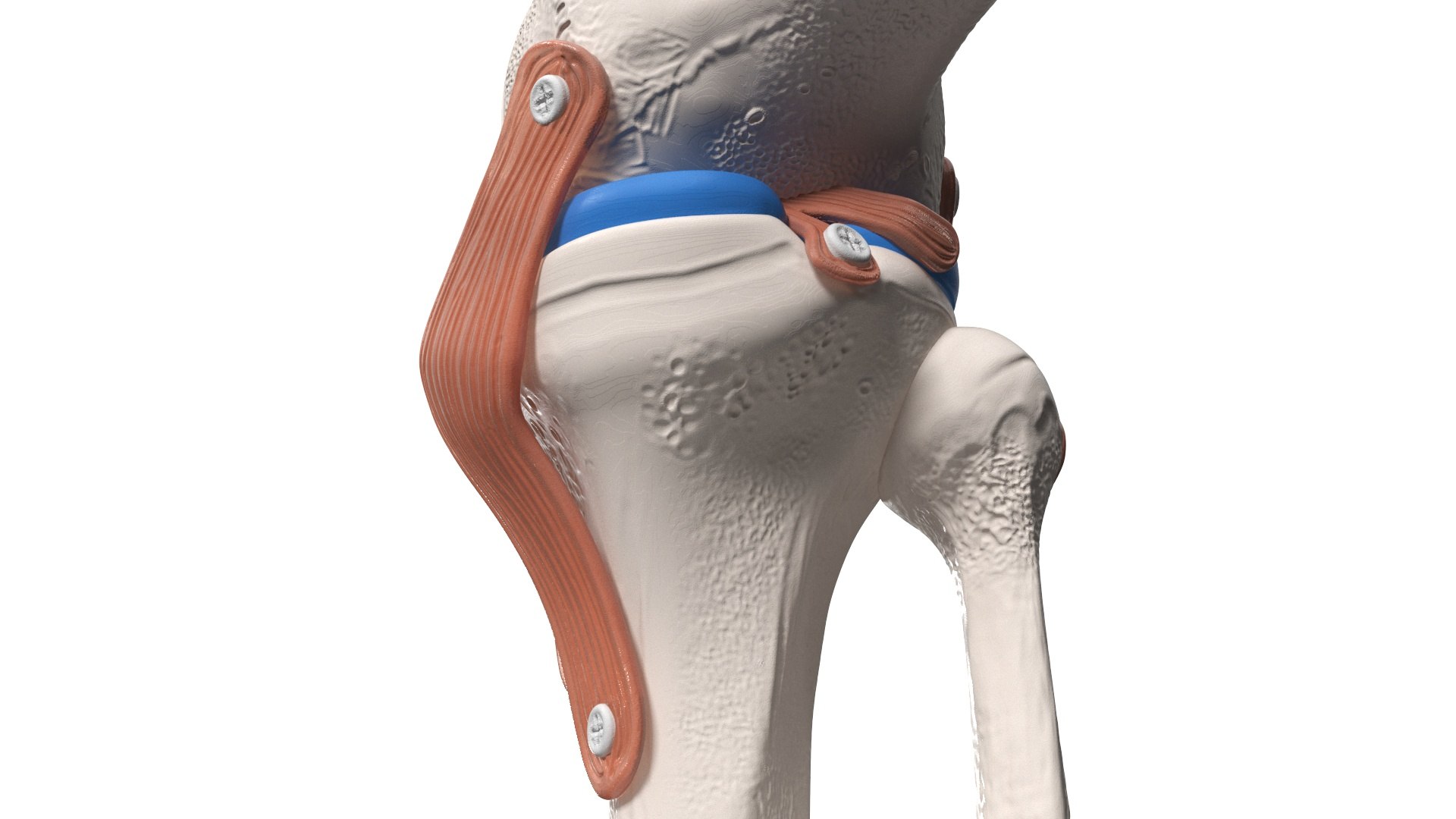 3D Knee Joint Model in Flexed Position https://p.turbosquid.com/ts-thumb/LV/6w3Wbi/Oc/kneejointmodelinflexedpositionvray3dmodel008/jpg/1726018739/1920x1080/fit_q87/e2fec9536ea43d527ea463788ca4144ba7035ff3/kneejointmodelinflexedpositionvray3dmodel008.jpg