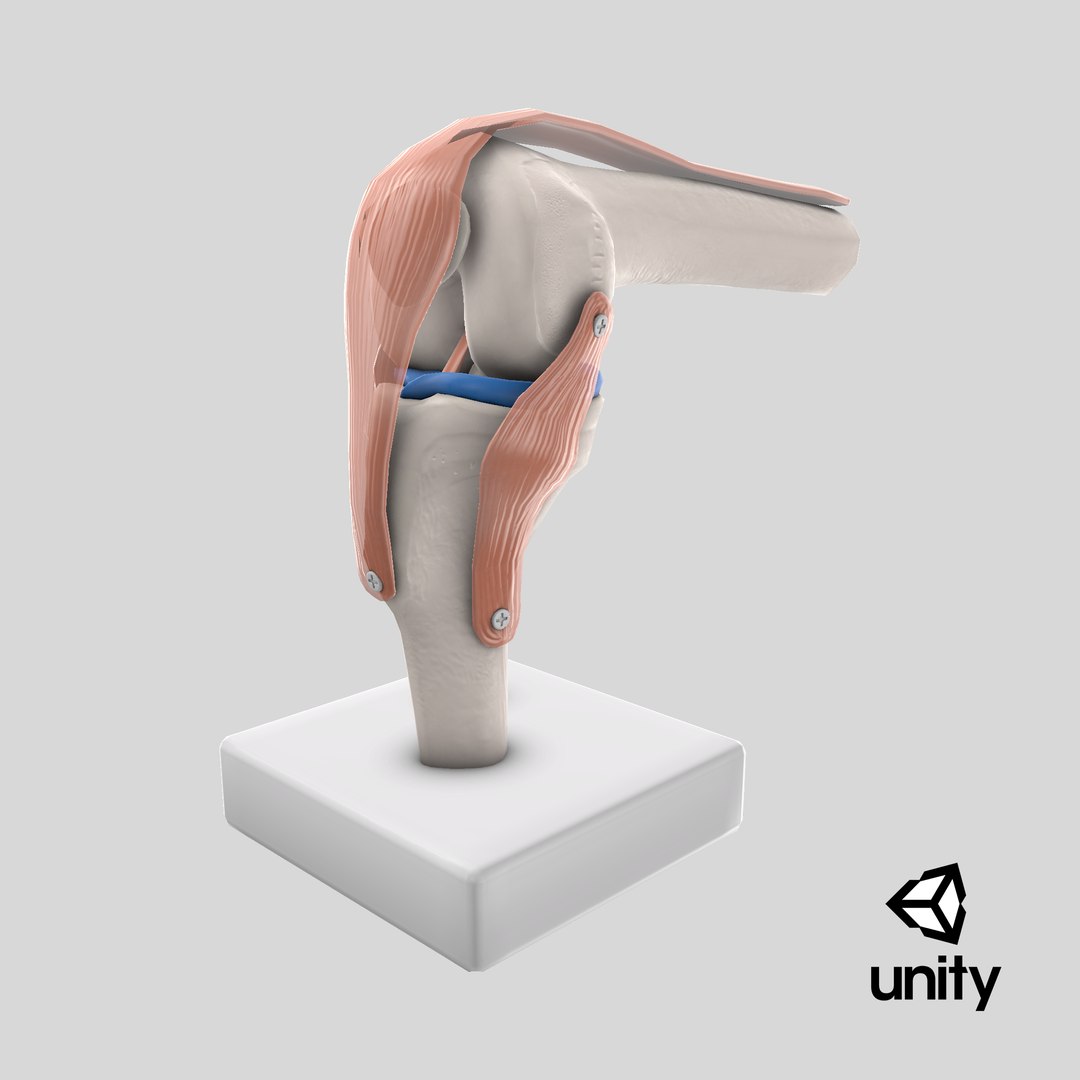 3D Knee Joint Model in Flexed Position https://p.turbosquid.com/ts-thumb/LV/6w3Wbi/ex/stemcell_unity_render/png/1727730308/1920x1080/fit_q87/0bf73899f5a8e20854394aaa4e7ed9cd6ead0ac4/stemcell_unity_render.jpg