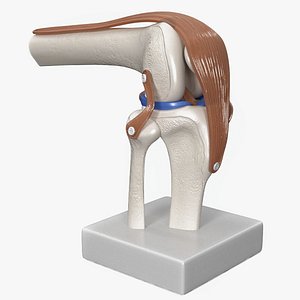 Knee Joint Model in Flexed Position