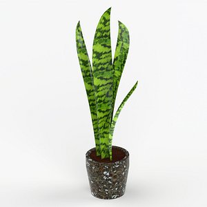 Sansevieria 3D model