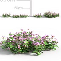 Geranium robertianum - Herb Robert 3D model
