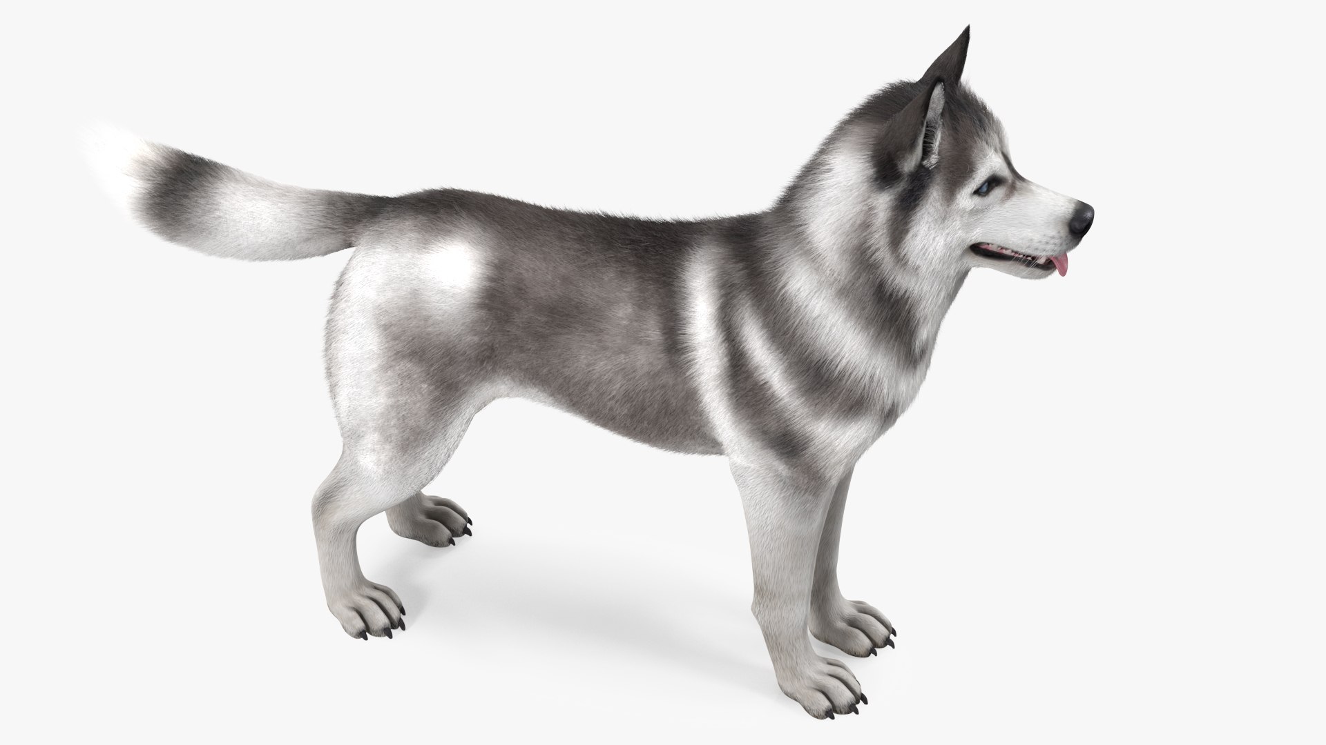 Siberian Husky Gray and White Fur Rigged 3D model https://p.turbosquid.com/ts-thumb/LV/UkoYdq/0m/siberianhuskygrayandwhitefurrigged3dmodel017/jpg/1635281886/1920x1080/fit_q87/31ad35af68f7214d0379da09312b33418519c93b/siberianhuskygrayandwhitefurrigged3dmodel017.jpg