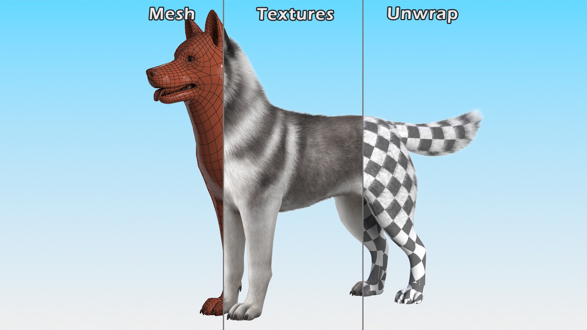 Siberian Husky Gray and White Fur Rigged 3D model https://p.turbosquid.com/ts-thumb/LV/UkoYdq/3J/siberianhuskygrayandwhitefurrigged3dmodel028/jpg/1635281913/1920x1080/fit_q87/0c20fb746fd31fac031fb6068eb9f23986f93875/siberianhuskygrayandwhitefurrigged3dmodel028.jpg