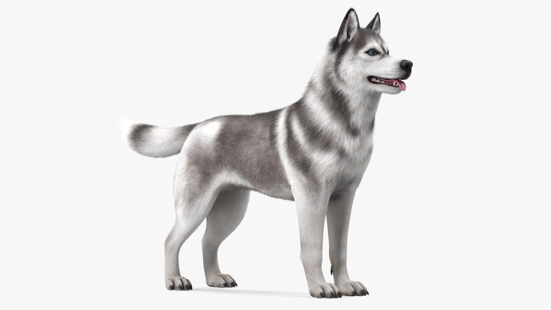 Siberian Husky Gray and White Fur Rigged 3D model https://p.turbosquid.com/ts-thumb/LV/UkoYdq/9d/siberianhuskygrayandwhitefurrigged3dmodel001/jpg/1635281840/1920x1080/fit_q87/96e7eccbd611e5ce9705c180877af9674274e5cf/siberianhuskygrayandwhitefurrigged3dmodel001.jpg