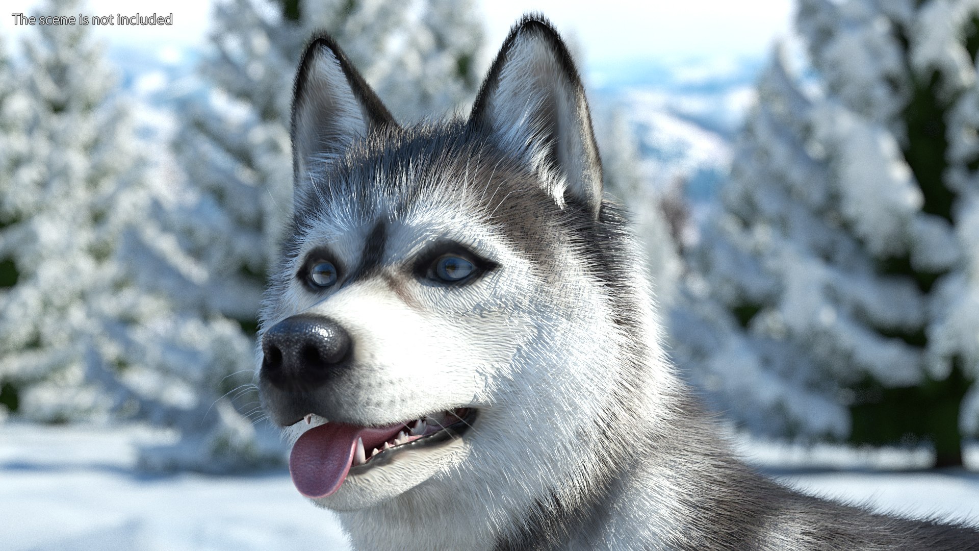 Siberian Husky Gray and White Fur Rigged 3D model https://p.turbosquid.com/ts-thumb/LV/UkoYdq/J6/siberianhuskygrayandwhitefurrigged3dmodel009/jpg/1635281864/1920x1080/fit_q87/7519140c262d539317d6c72bb0e2447777a282c7/siberianhuskygrayandwhitefurrigged3dmodel009.jpg
