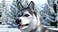 Siberian Husky Gray and White Fur Rigged