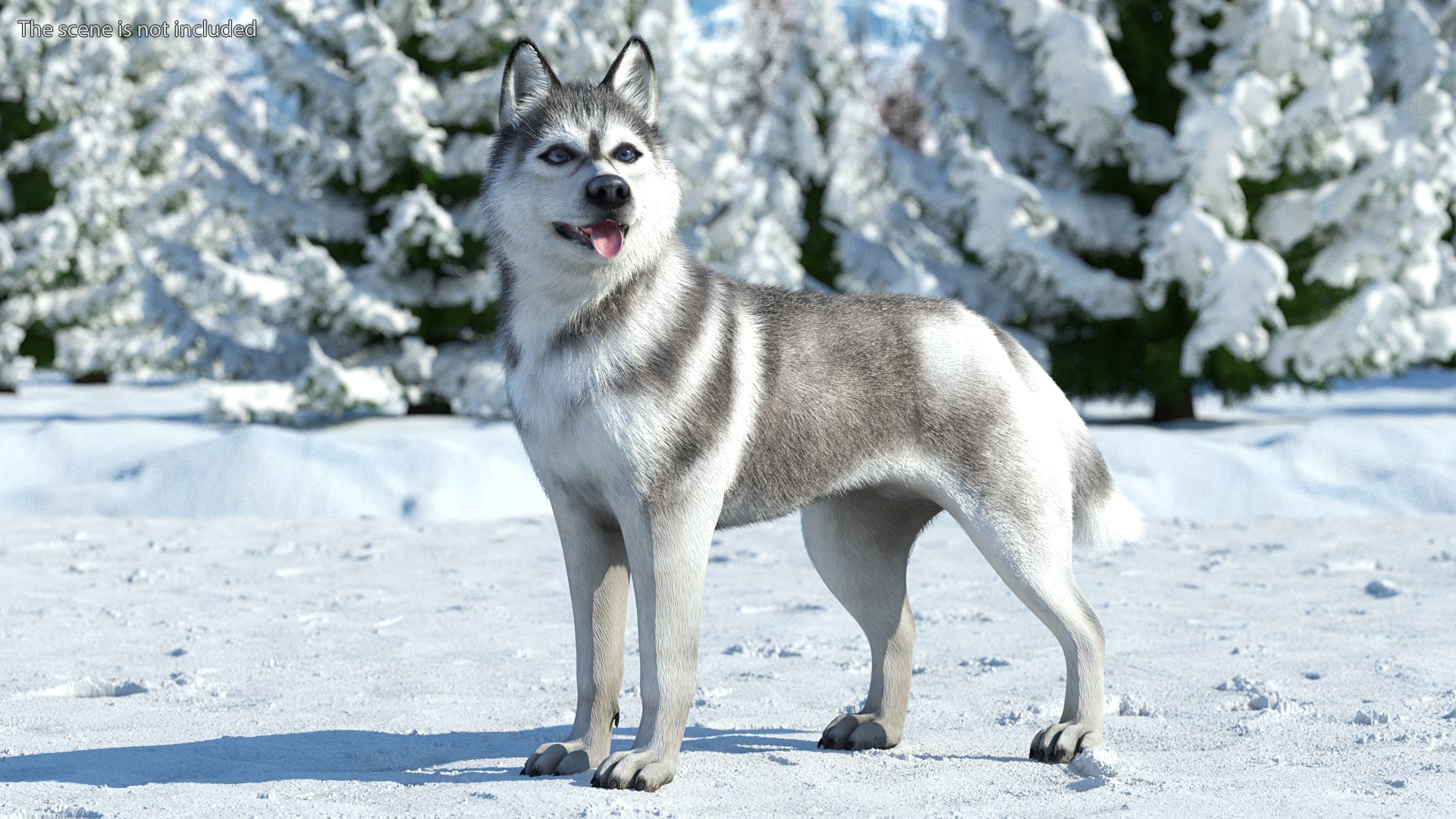 Siberian Husky Gray and White Fur Rigged 3D model https://p.turbosquid.com/ts-thumb/LV/UkoYdq/Wi/siberianhuskygrayandwhitefurrigged3dmodel003/jpg/1635281846/1920x1080/fit_q87/4e6a27ac7c92f277c2b3ef603d44ade0366c6db6/siberianhuskygrayandwhitefurrigged3dmodel003.jpg