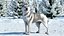 Siberian Husky Gray and White Fur Rigged