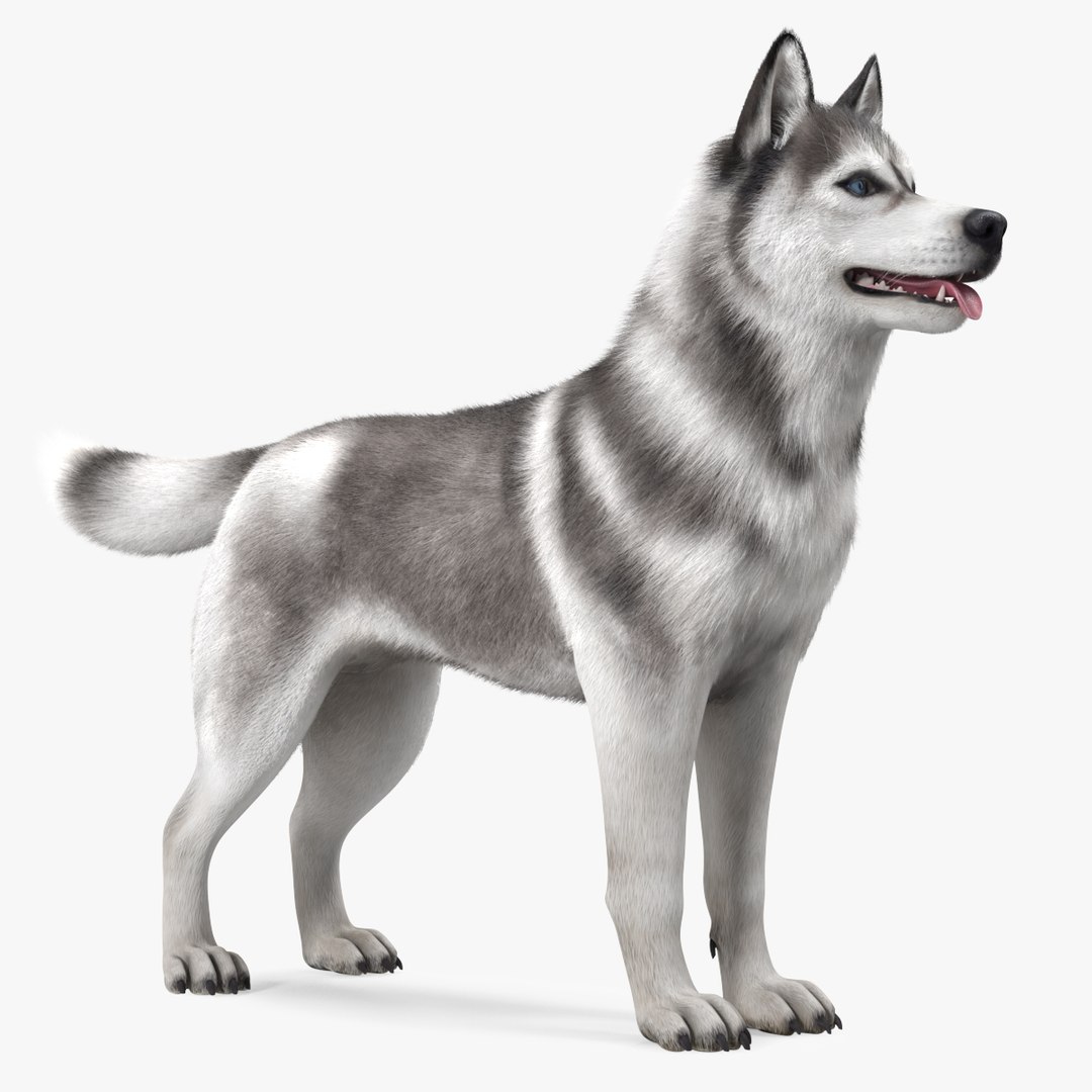 Siberian Husky Gray and White Fur Rigged 3D model preview