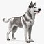 Siberian Husky Gray and White Fur Rigged