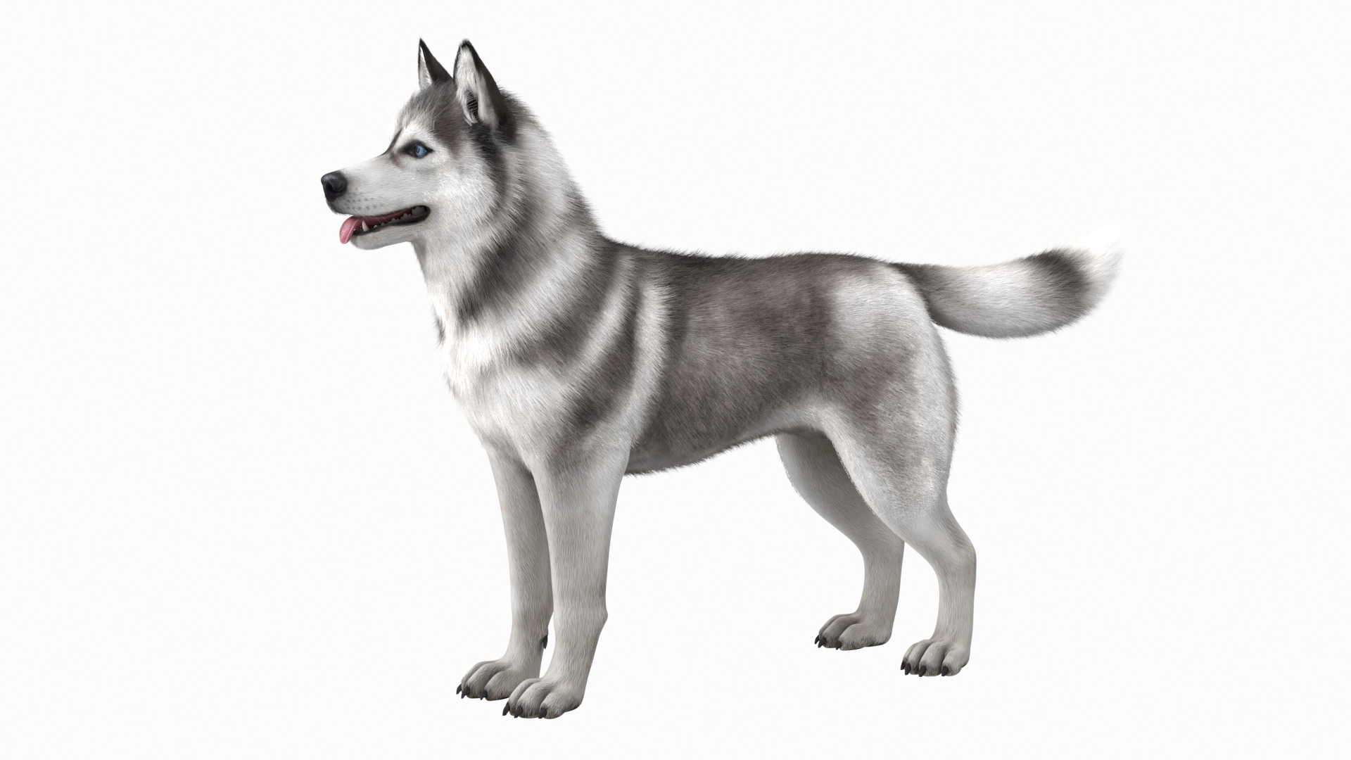 Siberian Husky Gray and White Fur Rigged 3D model https://p.turbosquid.com/ts-thumb/LV/UkoYdq/Yo/siberian_husky_gray_and_white_fur_rigged_360/jpg/1635282385/1920x1080/turn_fit_q99/f5c1cb3571375cfddb9564c261871aa04d600213/siberian_husky_gray_and_white_fur_rigged_360-1.jpg