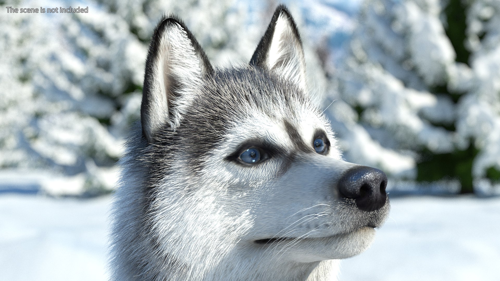 Siberian Husky Gray and White Fur Rigged 3D model https://p.turbosquid.com/ts-thumb/LV/UkoYdq/Yy/siberianhuskygrayandwhitefurrigged3dmodel010/jpg/1635281867/1920x1080/fit_q87/6868134565bec8197a2f793f266b128c7aff9e3c/siberianhuskygrayandwhitefurrigged3dmodel010.jpg