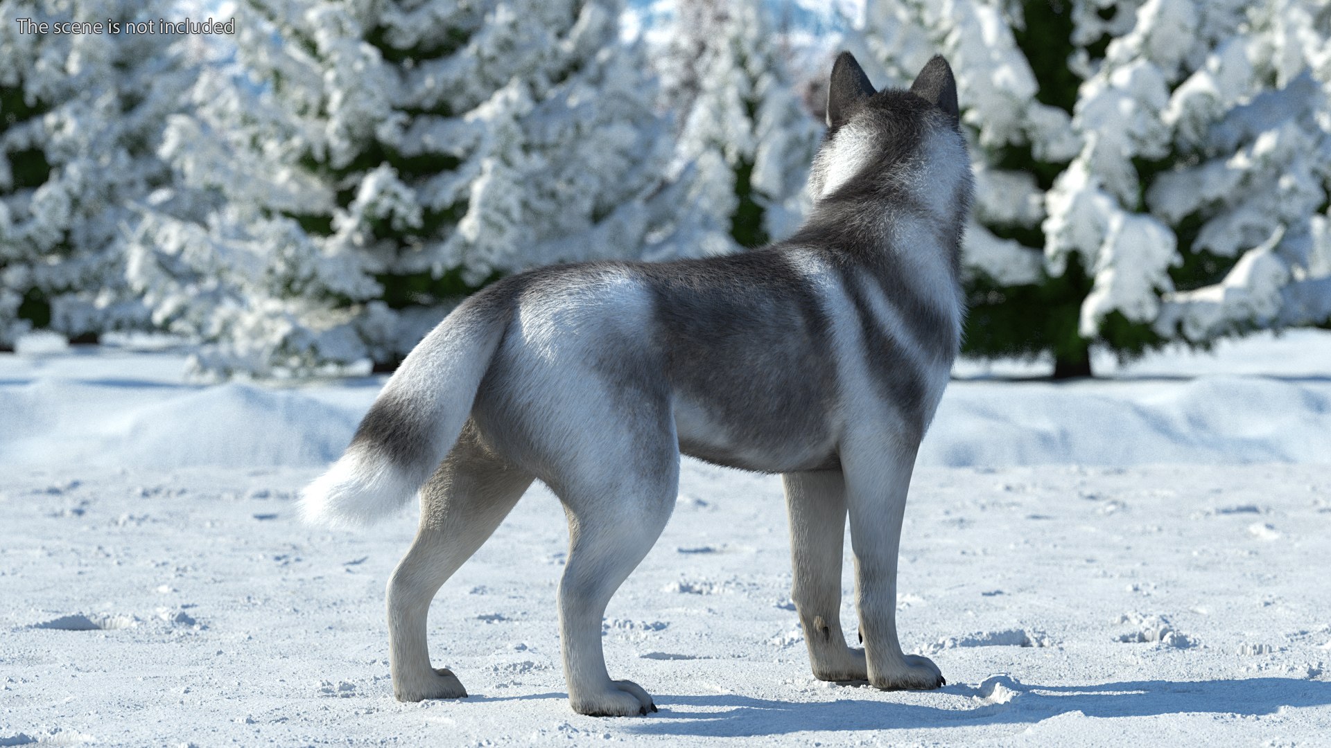 Siberian Husky Gray and White Fur Rigged 3D model https://p.turbosquid.com/ts-thumb/LV/UkoYdq/Z0/siberianhuskygrayandwhitefurrigged3dmodel006/jpg/1635281855/1920x1080/fit_q87/92896effd2180d7ff3bd3ecf26392b8530ab67ec/siberianhuskygrayandwhitefurrigged3dmodel006.jpg
