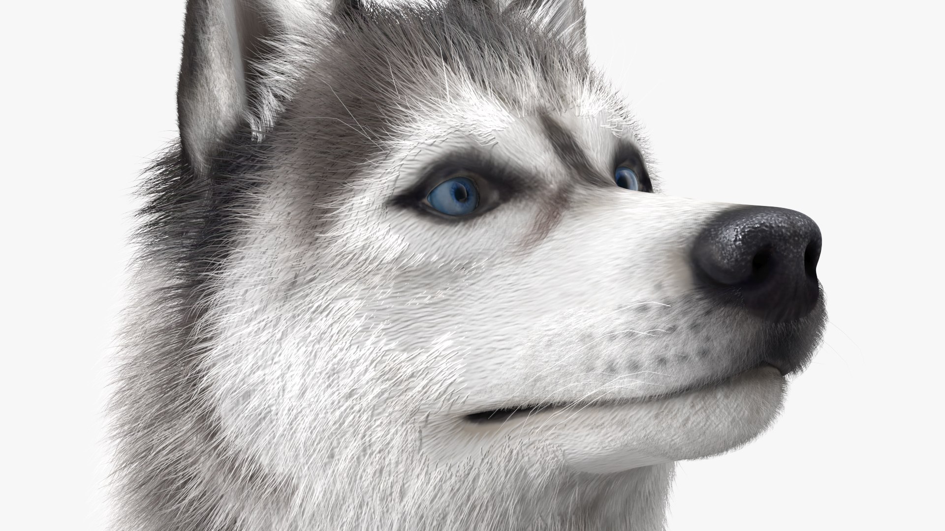 Siberian Husky Gray and White Fur Rigged 3D model https://p.turbosquid.com/ts-thumb/LV/UkoYdq/Z1/siberianhuskygrayandwhitefurrigged3dmodel023/jpg/1635281900/1920x1080/fit_q87/b35f1a5fde48d13d32f7be34bb59317ad8fd44e6/siberianhuskygrayandwhitefurrigged3dmodel023.jpg