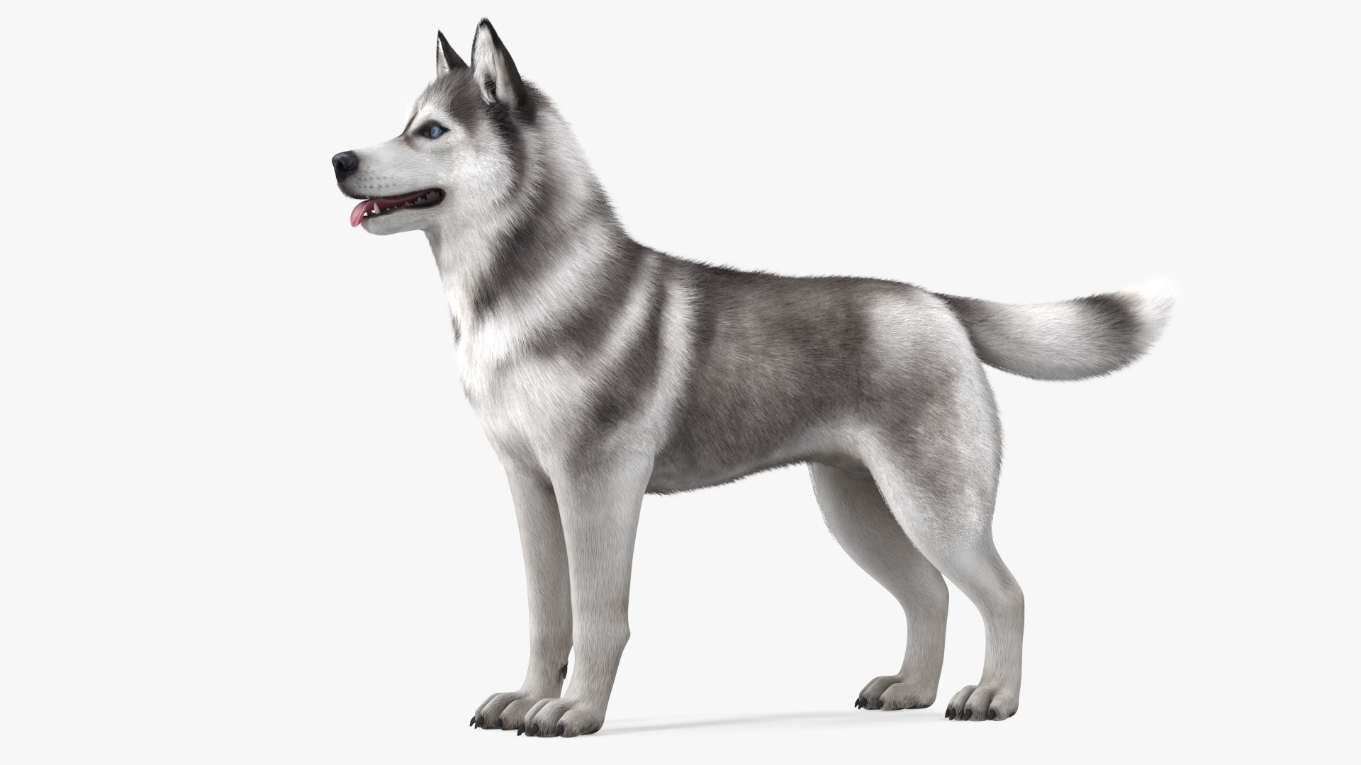 Siberian Husky Gray and White Fur Rigged 3D model https://p.turbosquid.com/ts-thumb/LV/UkoYdq/cO/siberianhuskygrayandwhitefurrigged3dmodel011/jpg/1635281870/1920x1080/fit_q87/5435ae45c99300c5b0c5a1e4ccb3210803cfdf52/siberianhuskygrayandwhitefurrigged3dmodel011.jpg