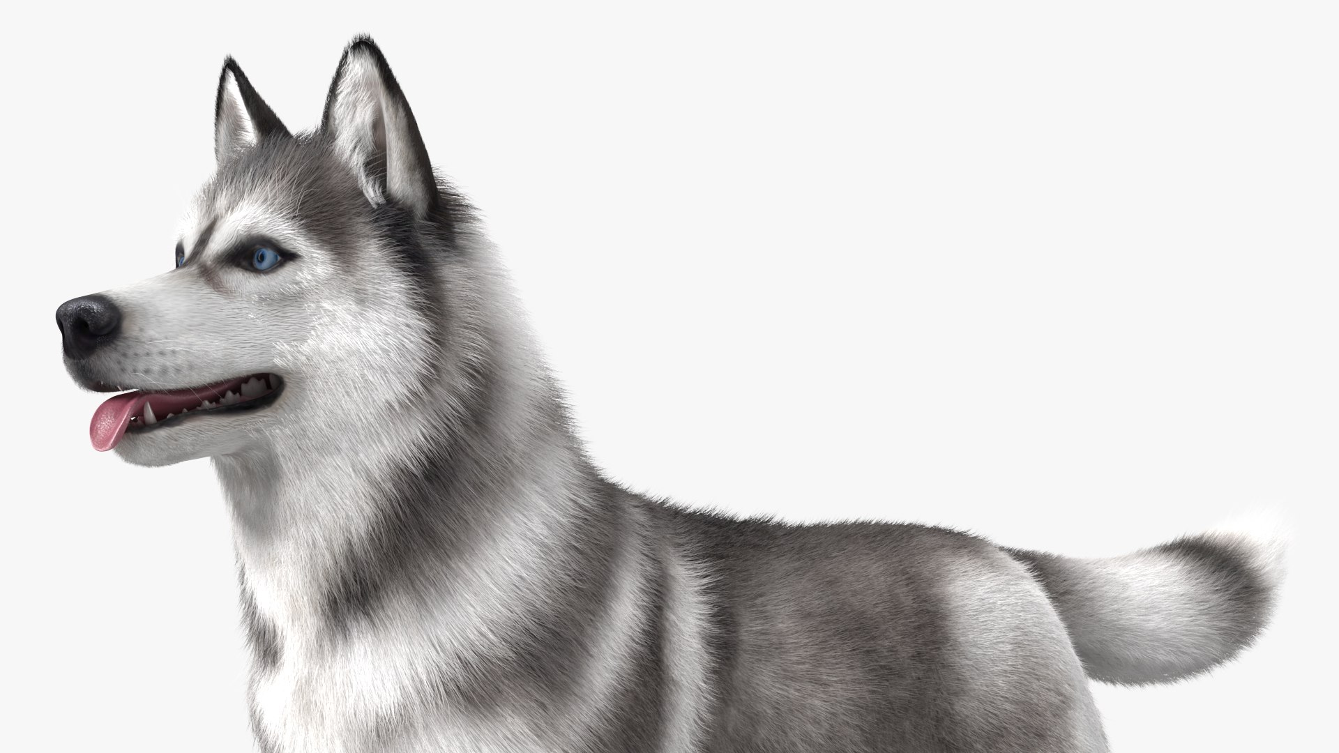 Siberian Husky Gray and White Fur Rigged 3D model https://p.turbosquid.com/ts-thumb/LV/UkoYdq/kR/siberianhuskygrayandwhitefurrigged3dmodel018/jpg/1635281888/1920x1080/fit_q87/6bf7f5b4d6ed1cba08bd00df2a06d75ff72e9218/siberianhuskygrayandwhitefurrigged3dmodel018.jpg