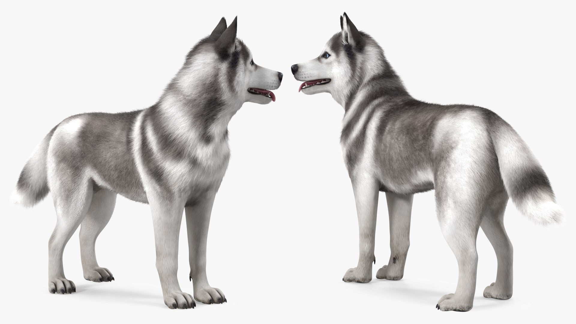 Siberian Husky Gray and White Fur Rigged 3D model https://p.turbosquid.com/ts-thumb/LV/UkoYdq/my/siberianhuskygrayandwhitefurrigged3dmodel015/jpg/1635281881/1920x1080/fit_q87/70929d35239b3583eeb7630a7aadece4d1a191ec/siberianhuskygrayandwhitefurrigged3dmodel015.jpg