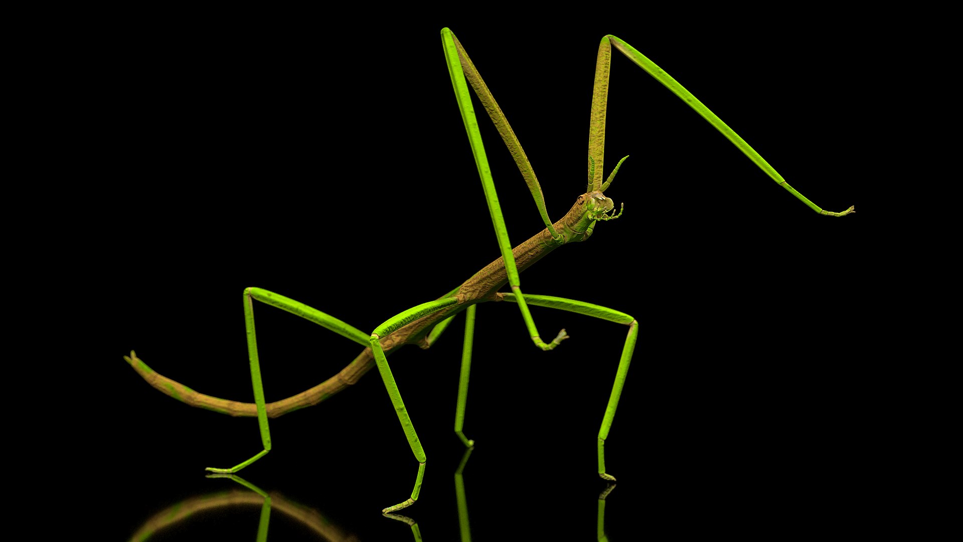 Phasmatodea Stick Insect Rigged for Cinema 4D 3D model preview