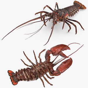 Lobster and Langouste Rigged Collection for Maya