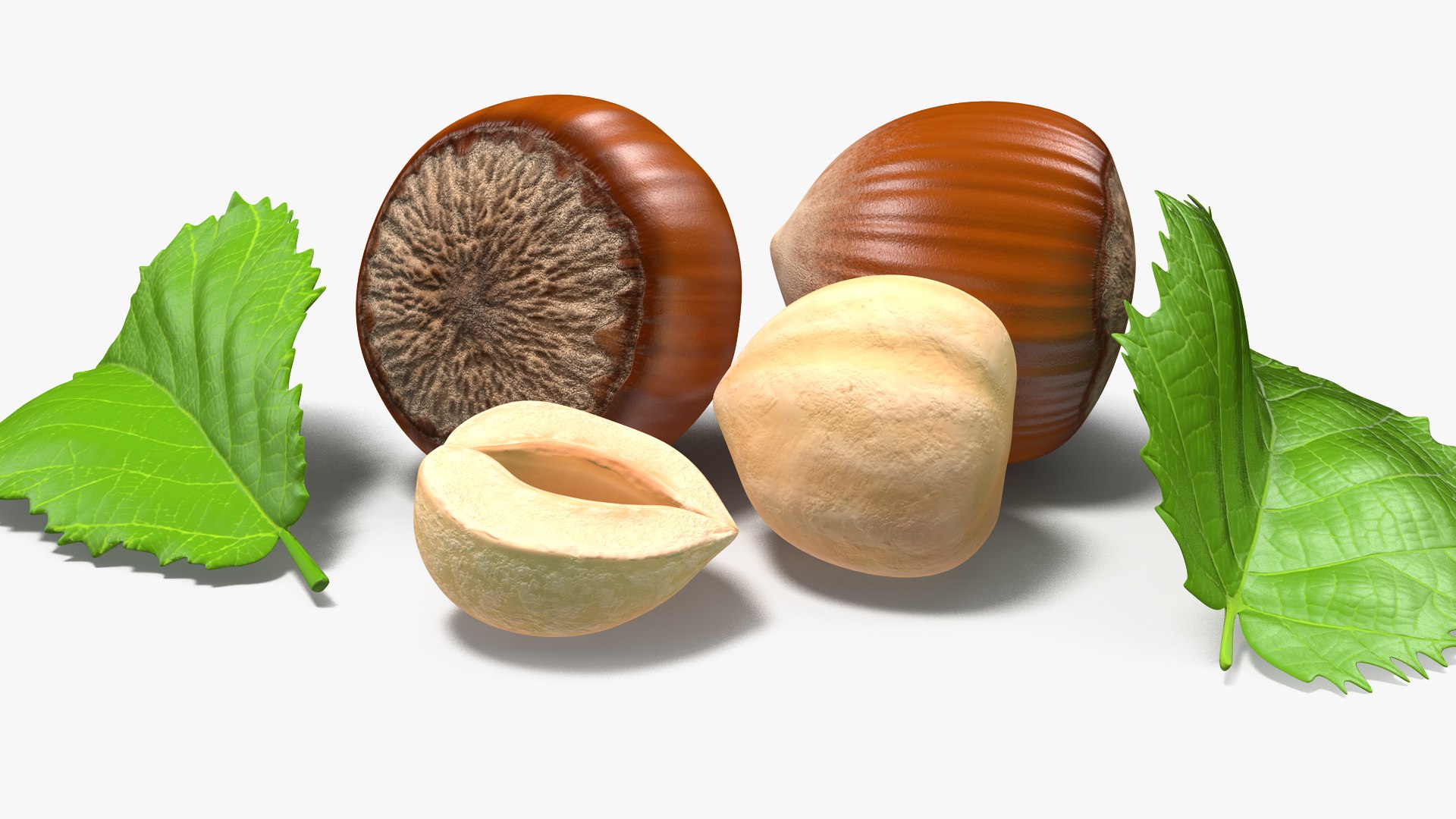 3D model hazelnut leaves seed nuts https://p.turbosquid.com/ts-thumb/LV/f9tjpQ/9iN8qCEZ/hazelnutleavesandseed3dmodel004/jpg/1566465906/1920x1080/fit_q87/bed2983790032bc24c9fea94d2d7d1d4b7e5e283/hazelnutleavesandseed3dmodel004.jpg