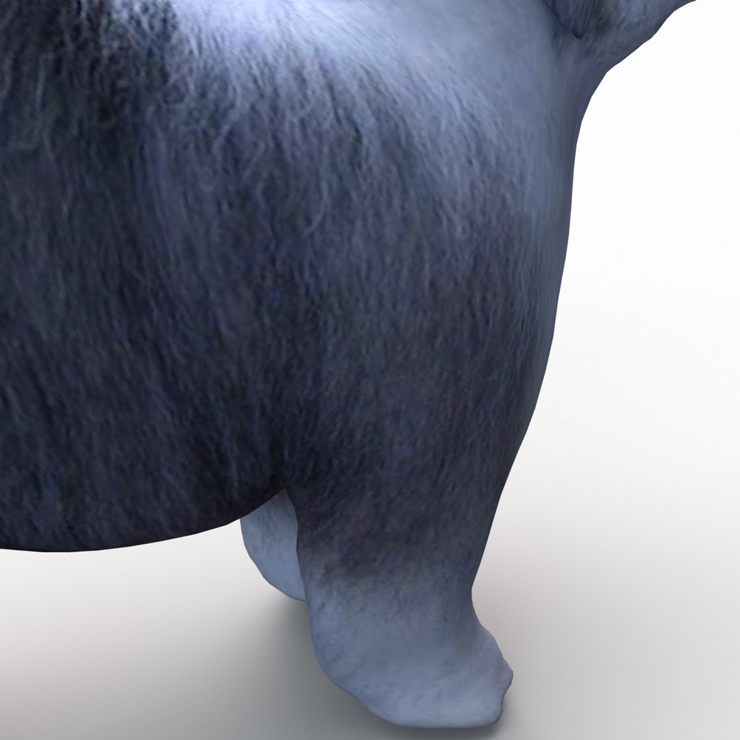 bobtail dog 3d model https://p.turbosquid.com/ts-thumb/LV/pt3Udk/6iSAPQ8R/bobtaildog_17/jpg/1404835029/1920x1080/fit_q87/e144c6fd4c9aa205ef1d93f7dd2ce34b8aec2ec7/bobtaildog_17.jpg