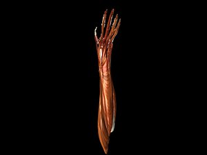 muscles hand bones medically 3d 3ds