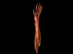 Hand Muscles Medically accurate 3d Model