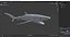 Great Blue Shark 3D model