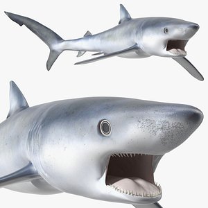 Great Blue Shark 3D model