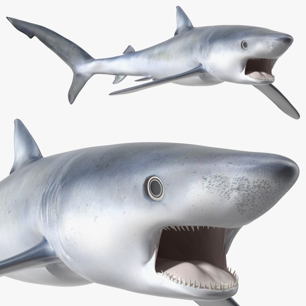 greatblueshark3dsmodel000.jpg