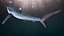 Great Blue Shark 3D model