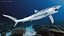 Great Blue Shark 3D model
