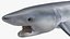 Great Blue Shark 3D model