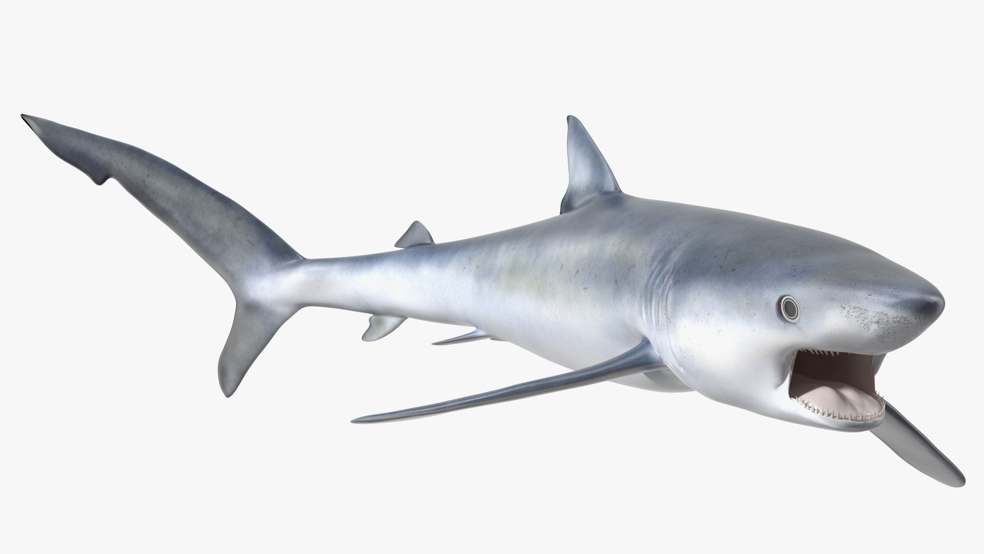 Great Blue Shark 3D model https://p.turbosquid.com/ts-thumb/LW/2BoxvO/UO/greatblueshark3dsmodel001/jpg/1717087872/1920x1080/fit_q87/429de838d4107dd245051d84bd505511bfbc1878/greatblueshark3dsmodel001.jpg