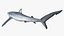 Great Blue Shark 3D model