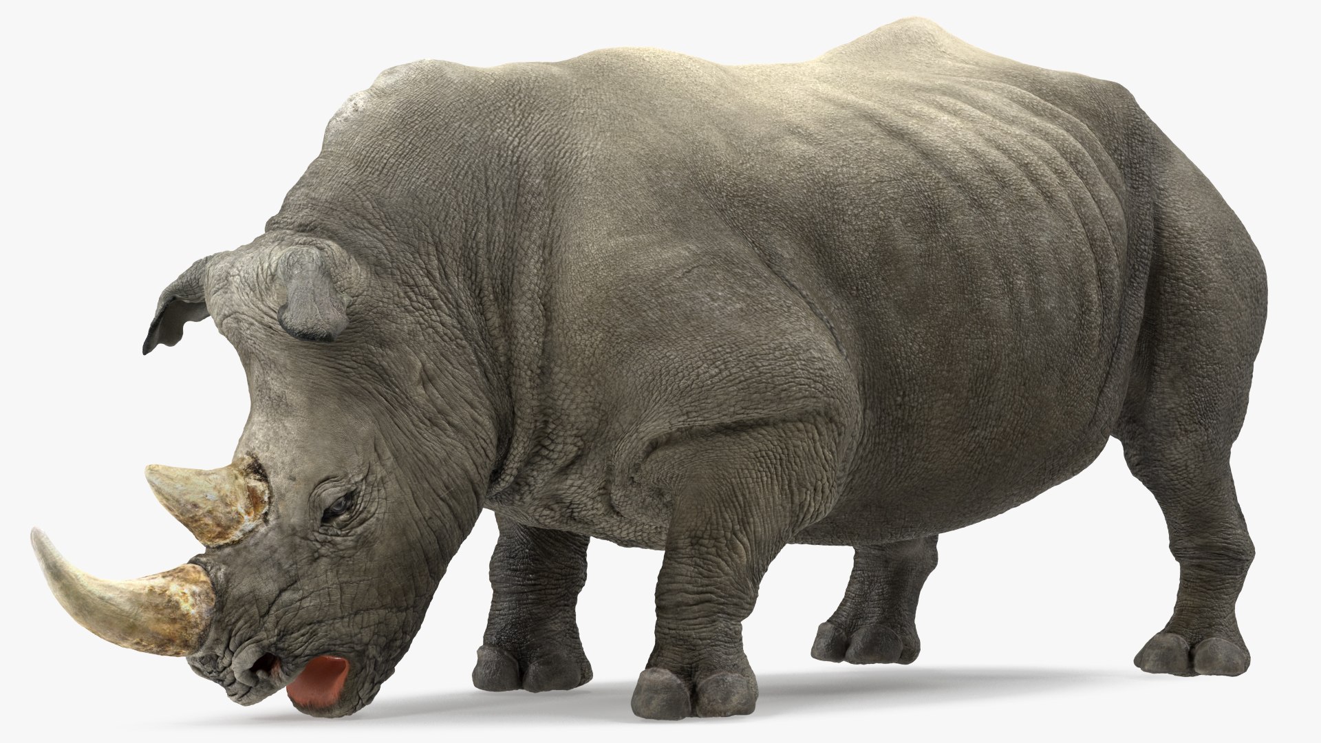 3D Rigged African Animals Collection 8 for Maya model https://p.turbosquid.com/ts-thumb/LW/3MkxEr/Fu/riggedafricananimalscollection83dmodel015/jpg/1611596331/1920x1080/fit_q87/44fa2dd7864068bbd7ac2fe06e476c24abe3e977/riggedafricananimalscollection83dmodel015.jpg