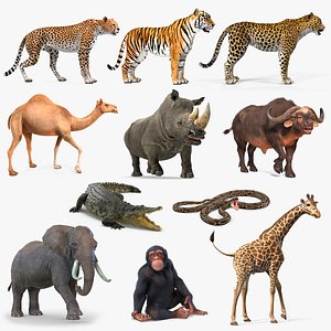3D Rigged African Animals Collection 8 for Maya model