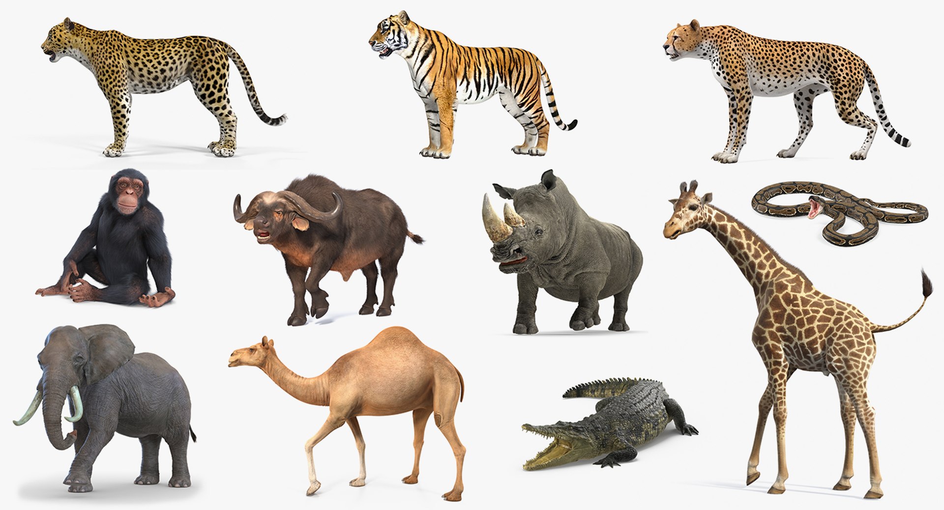 Rigged African Animals Collection 8 for Maya 3D model preview